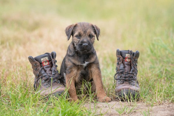 DogWalker Lines Glattlederstiefel