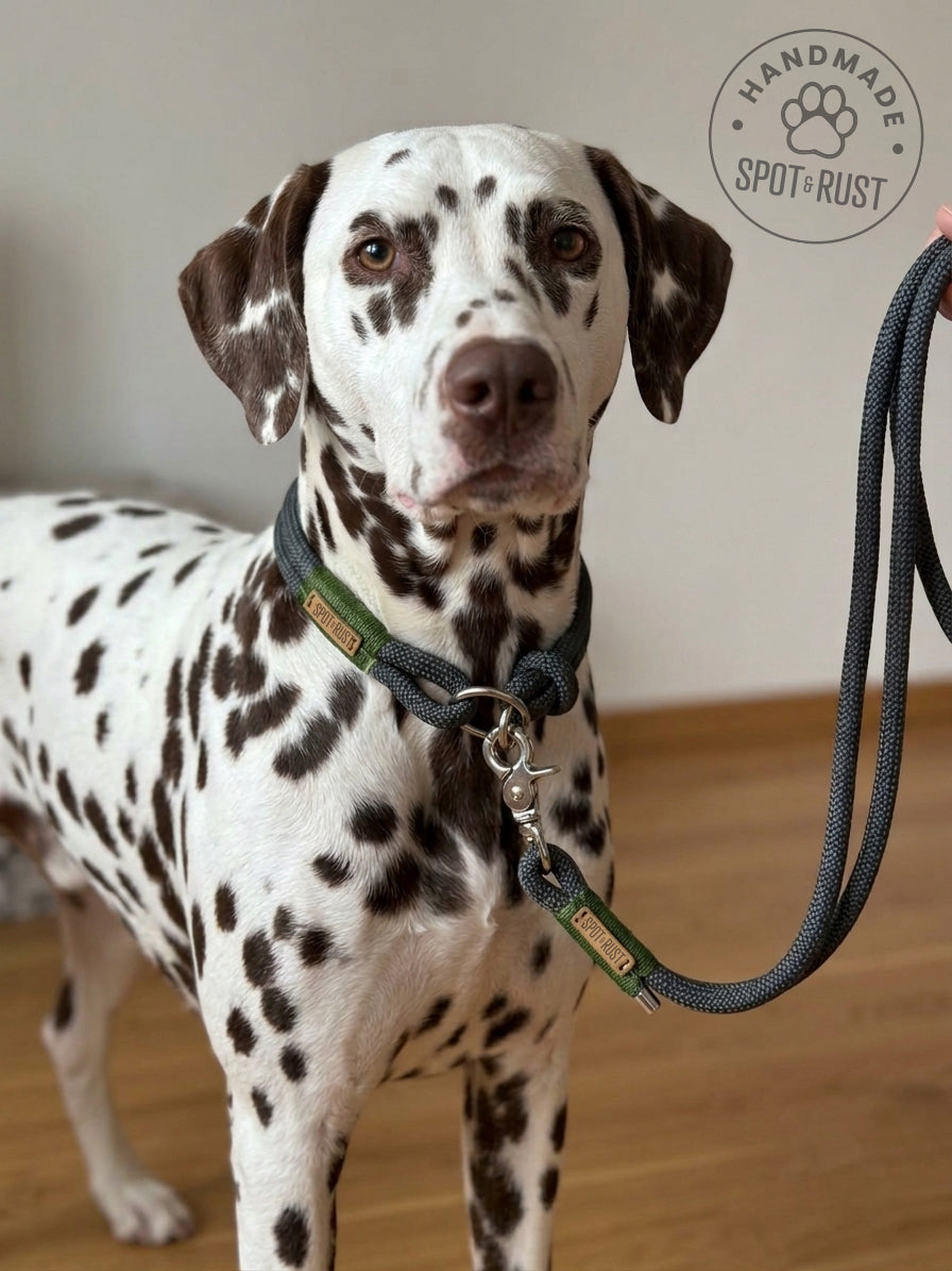 SPOT & RUST Tauleine mit Halsband -SET- Grau mit Wunschtakelung