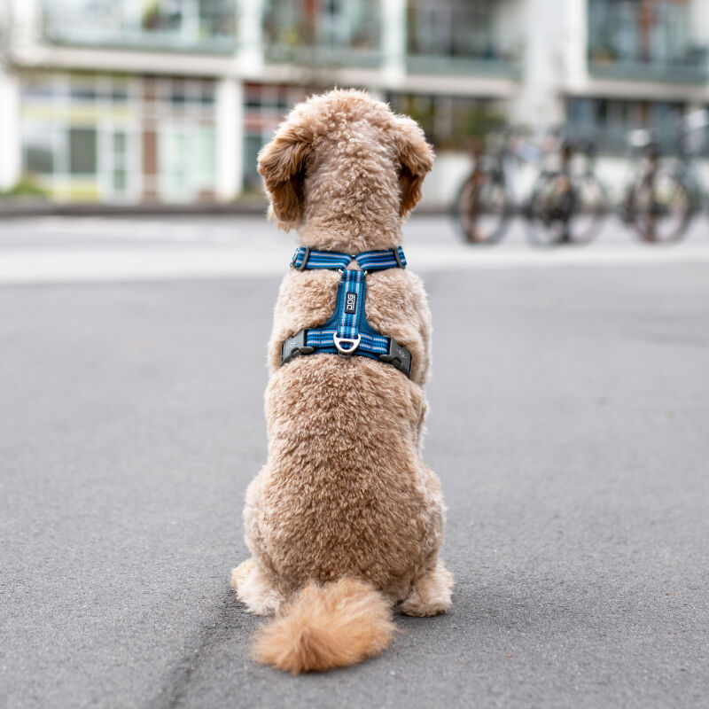 Dog Copenhagen V3 Comfort Walk Air MOCCA